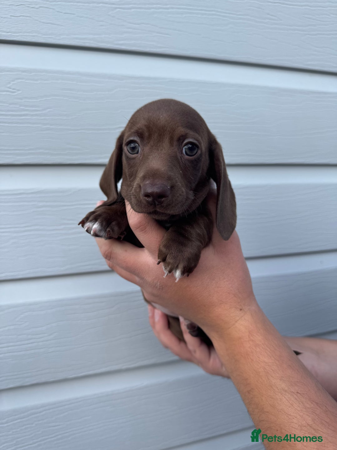 Miniature Dachshund dogs for sale: Miniature Dachsund Puppies (licensed breeder) - Image 21