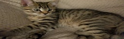 Bengal cats for sale: Bengal x American Maine Coon - Ready To Go!  - Advert 3