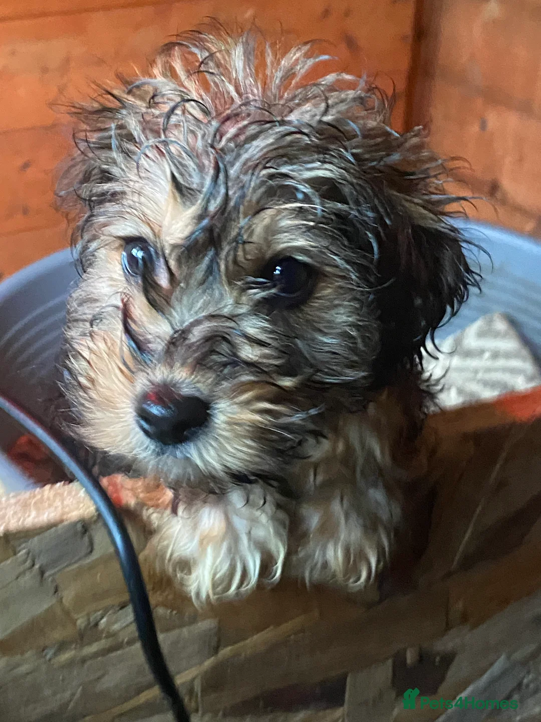 Cockapoo dogs for sale: 2 cockapoo pups ready for a new home 😊 - Advert 1