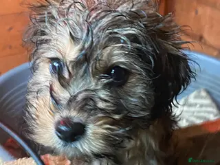 Cockapoo dogs 2 cockapoo pups ready for a new home 😊 - Advert 1