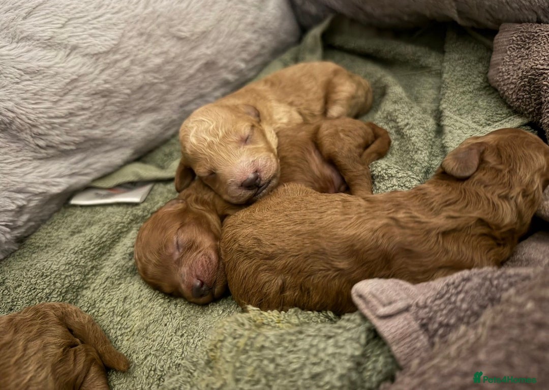 Toy Poodle dogs for sale: Toy poodle  - Advert 2