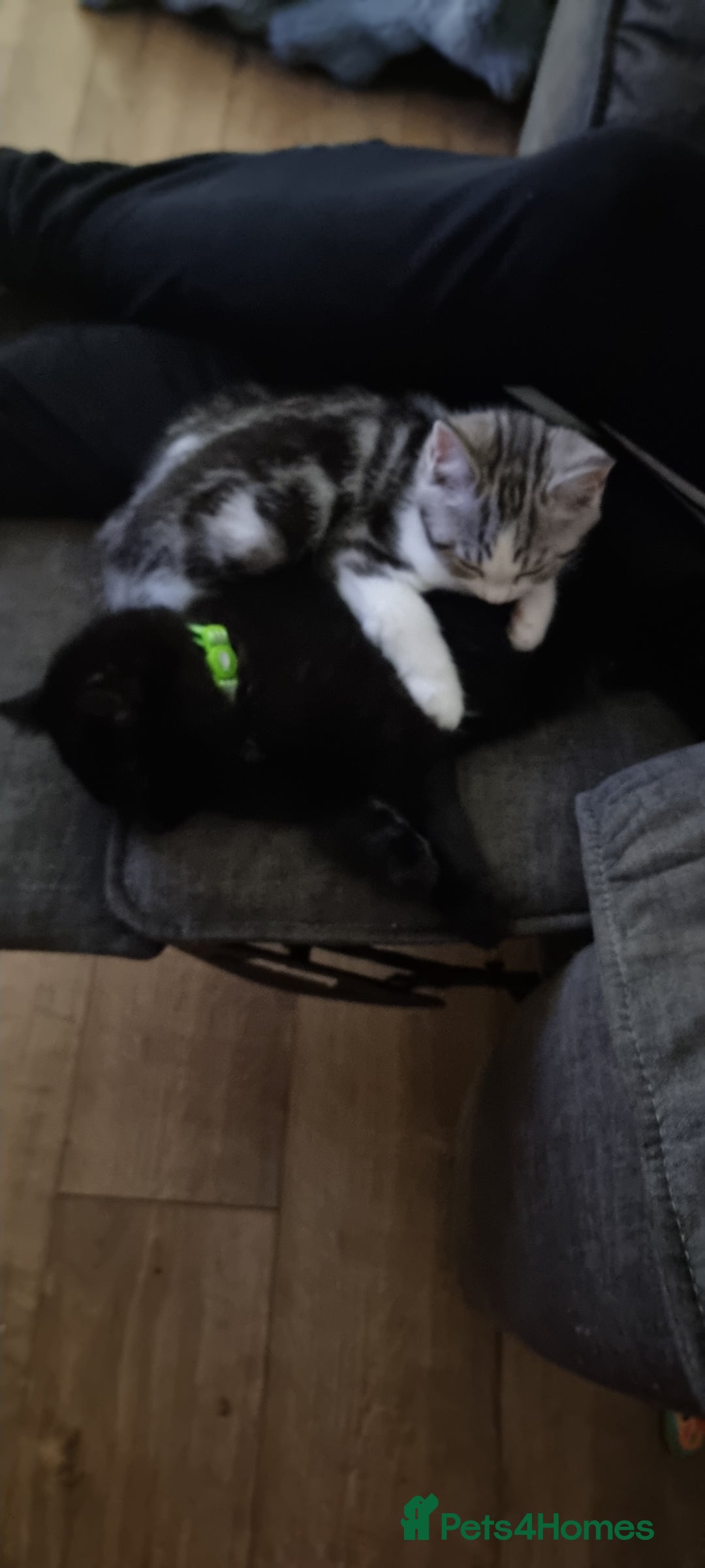 Mixed Breed cats for sale: A loveable Persian kitten - Advert 31