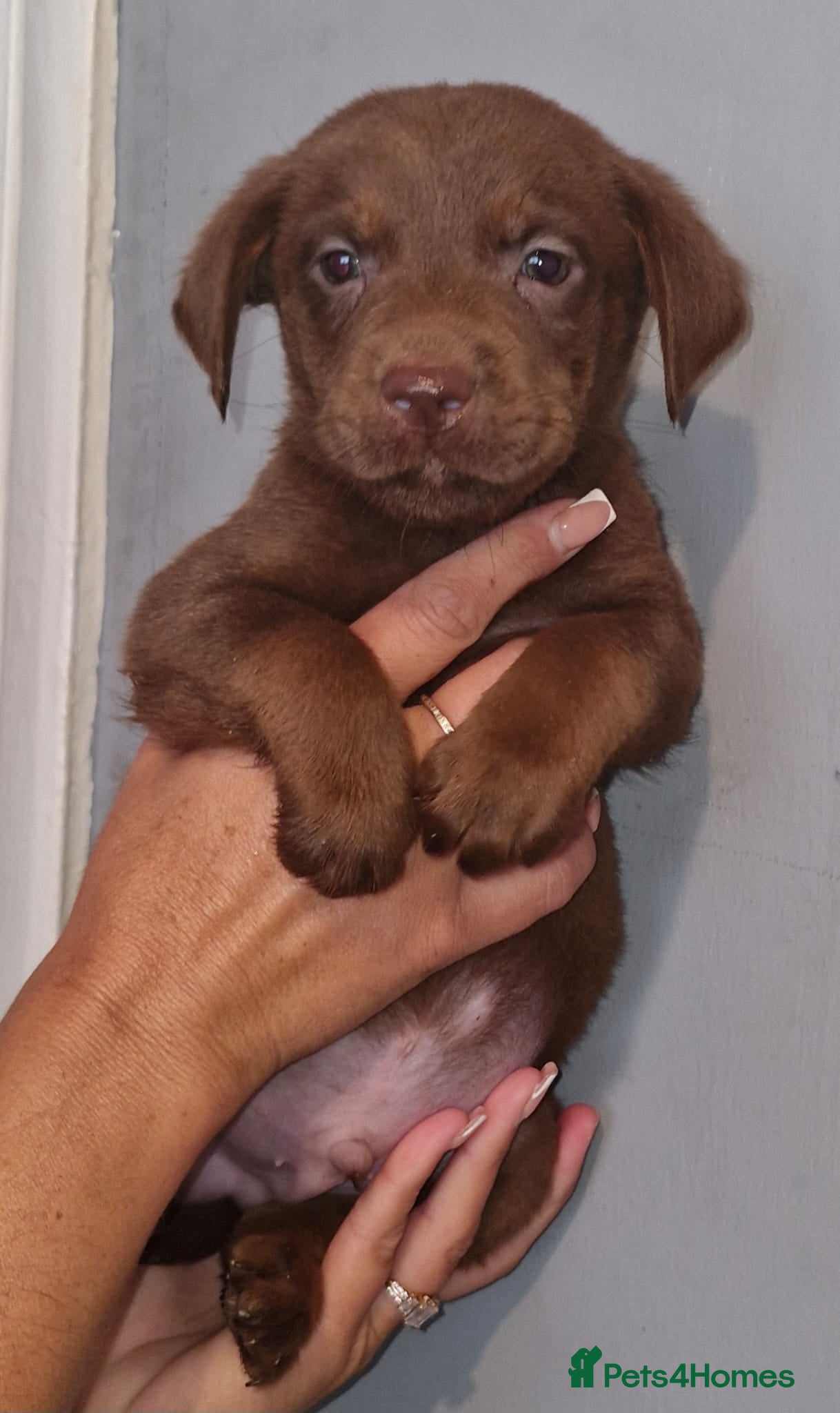 Labrador Retriever dogs Labrador puppies for sale  - Advert 1