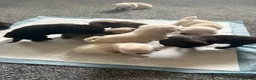 Pug dogs for sale: BEAUTIFUL PUG PUPPIES – NOW AVAILABLE TO RESERVE - Advert 4