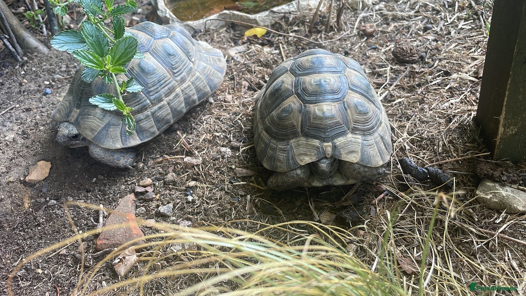 Tortoise reptiles for sale: X3 spur thigh tortoises - Advert 3