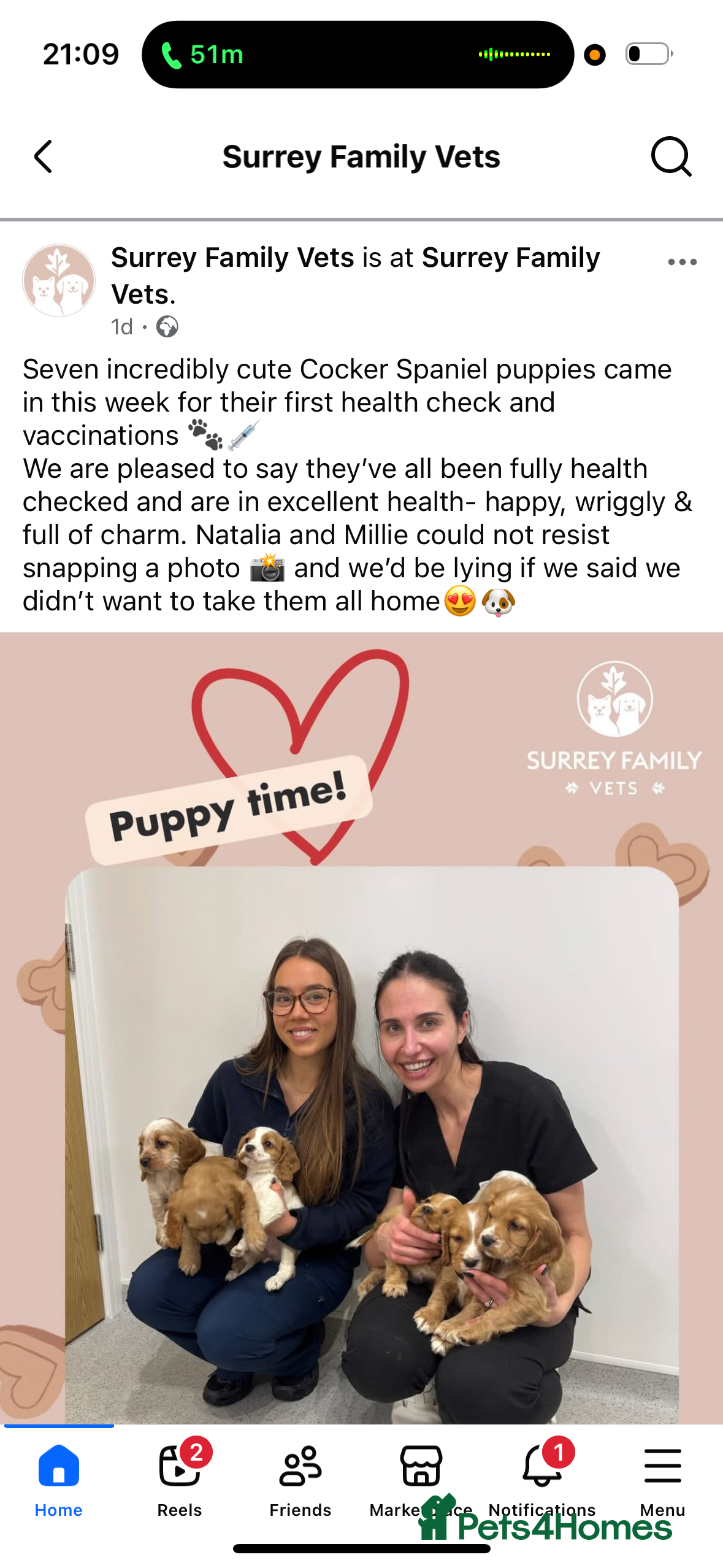 Cocker Spaniel dogs KC reg cocker spaniels  - Advert 14