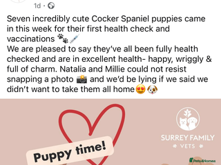 Cocker Spaniel dogs KC reg cocker spaniels - Advert 14