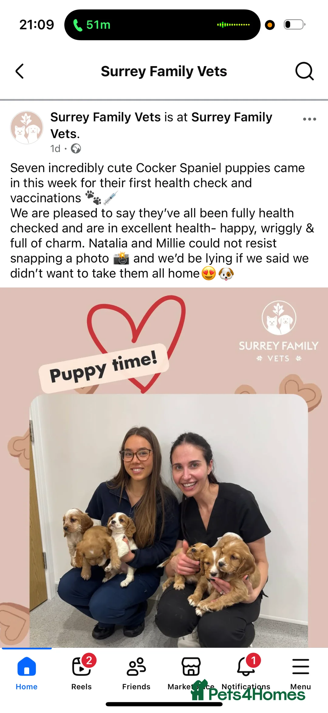 Cocker Spaniel dogs for sale: KC reg cocker spaniels  - Advert 5