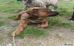 Bandog dogs for sale: Bandog/Bandogee puppies for sale.  - Image 14