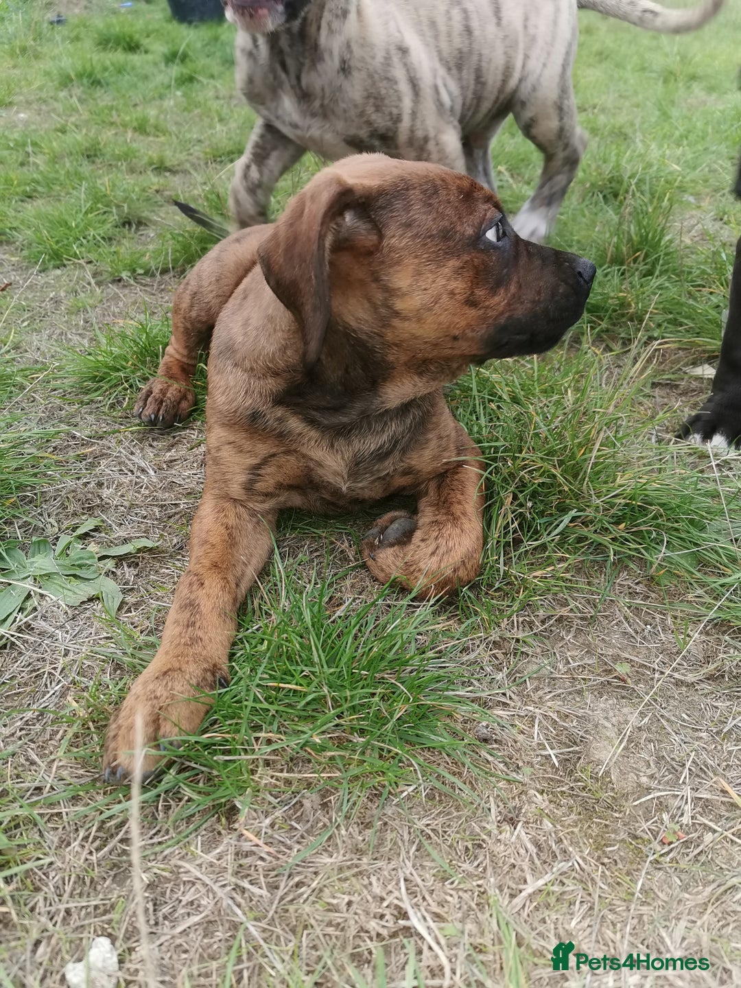 Bandog dogs for sale: Bandog/Bandogee puppies for sale.  - Image 14