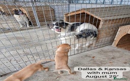 Mixed Breed dogs for adoption: Dallas, 6 months approx. Available for adoption. - Image 14