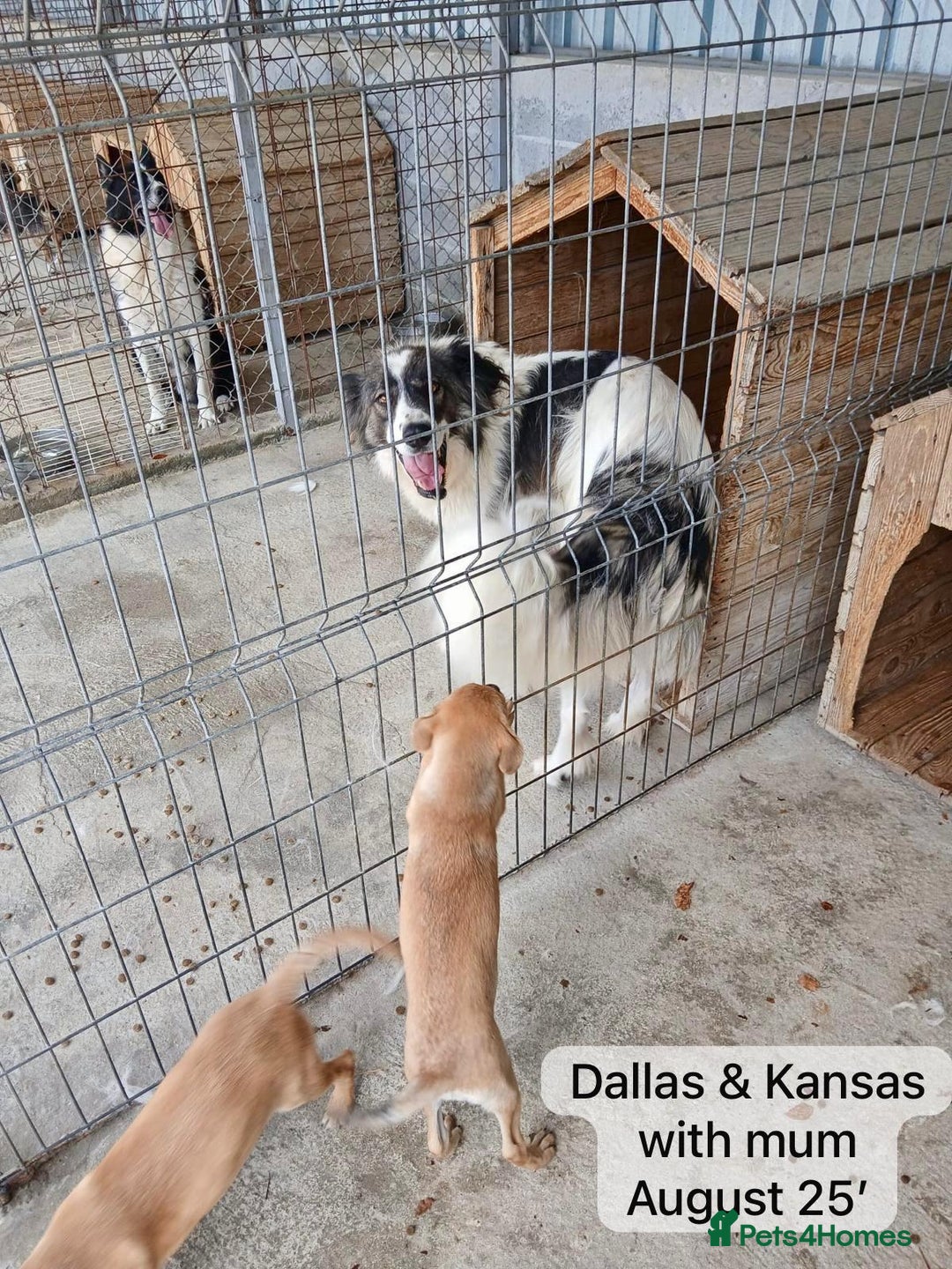 Mixed Breed dogs for adoption: Dallas, 6 months approx. Available for adoption. - Image 14