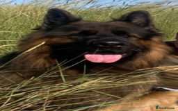 German Shepherd dogs for sale: Stunning Pedigree German Shepherd Puppies - Image 23