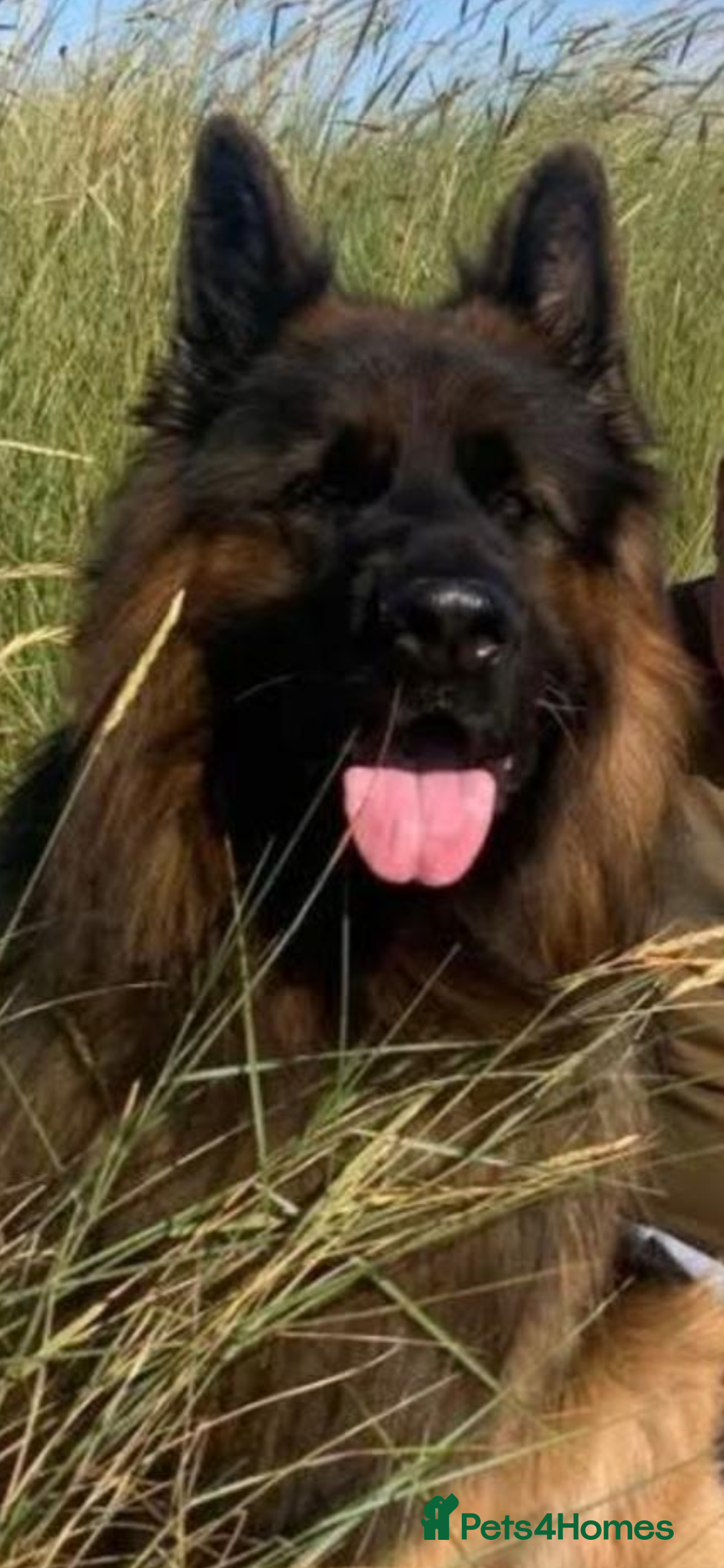 German Shepherd dogs for sale: Stunning Pedigree German Shepherd Puppies - Image 23