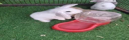 Mini Lop rabbits for sale: Mini lop baby rabbits  - Advert 6