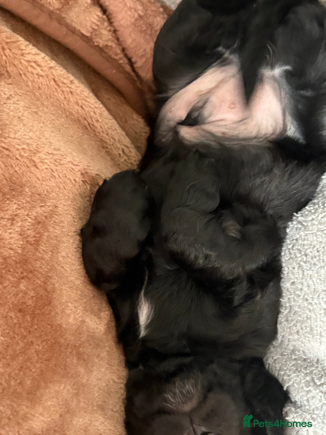 Cocker Spaniel dogs for sale: Frank - Image 5