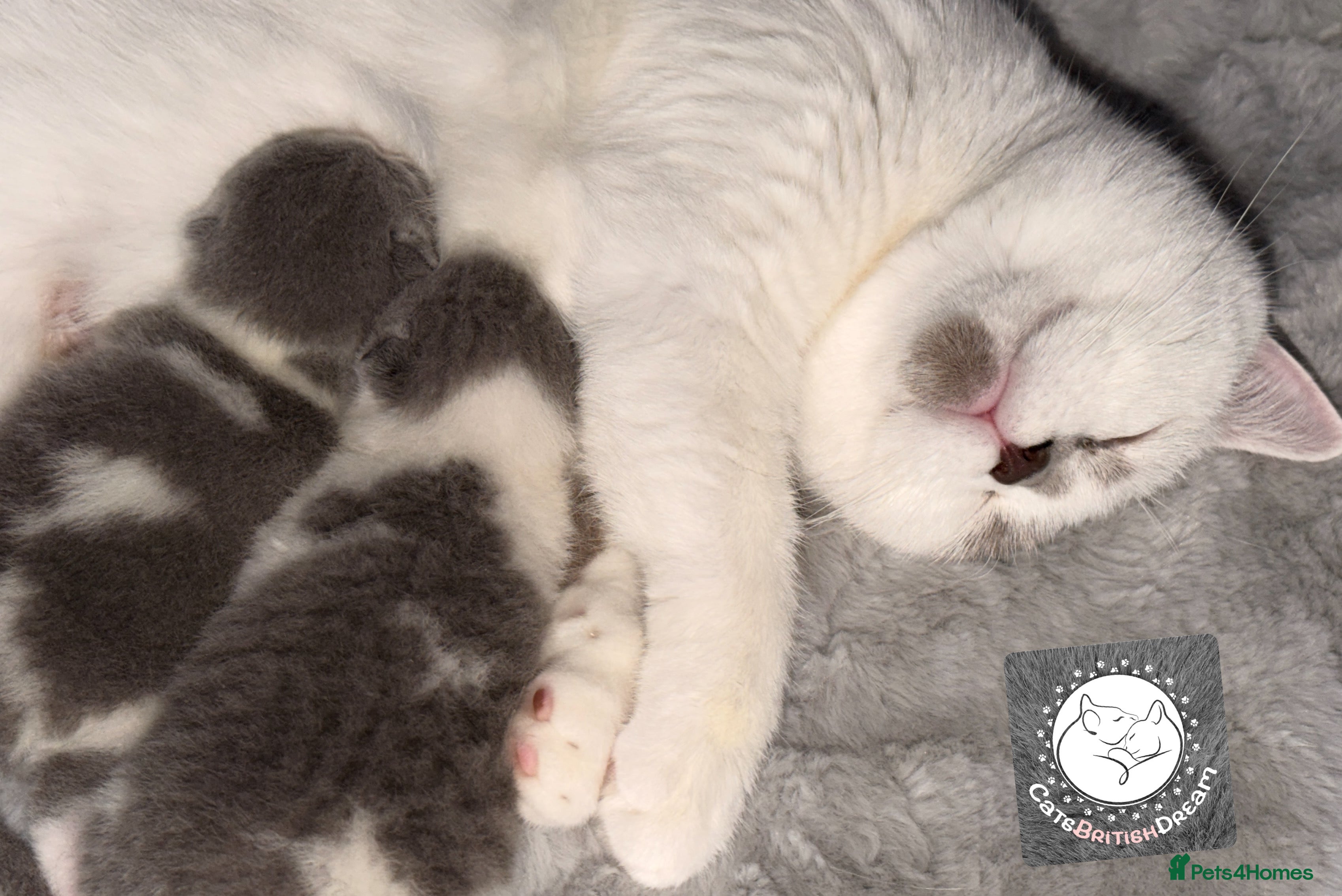 British Shorthair cats BSH BICOLOR KITTENS FROM WORLD CHAMPIONS LINE  - Advert 1