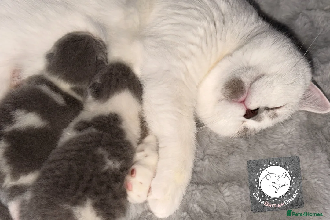 British Shorthair cats for sale: BSH BICOLOR KITTENS FROM WORLD CHAMPIONS LINE  - Advert 1