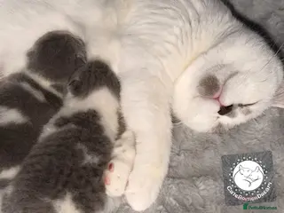 British Shorthair cats BSH BICOLOR KITTENS FROM WORLD CHAMPIONS LINE - Advert 1