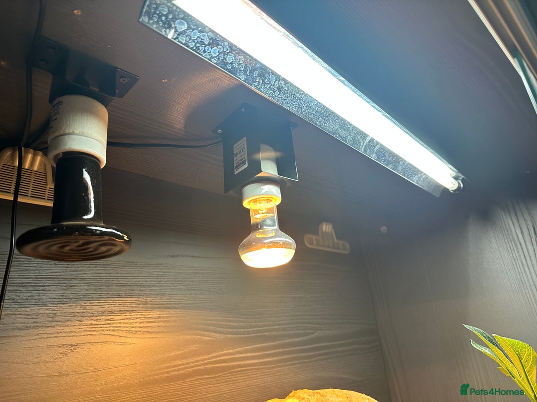 Tortoise reptiles for sale: Indian star tortoise + full setup - Image 6