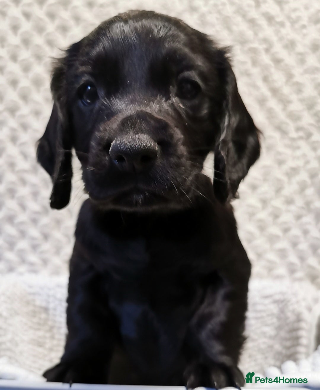 Cocker Spaniel dogs Black Cocker Spaniel Pups  - Advert 2