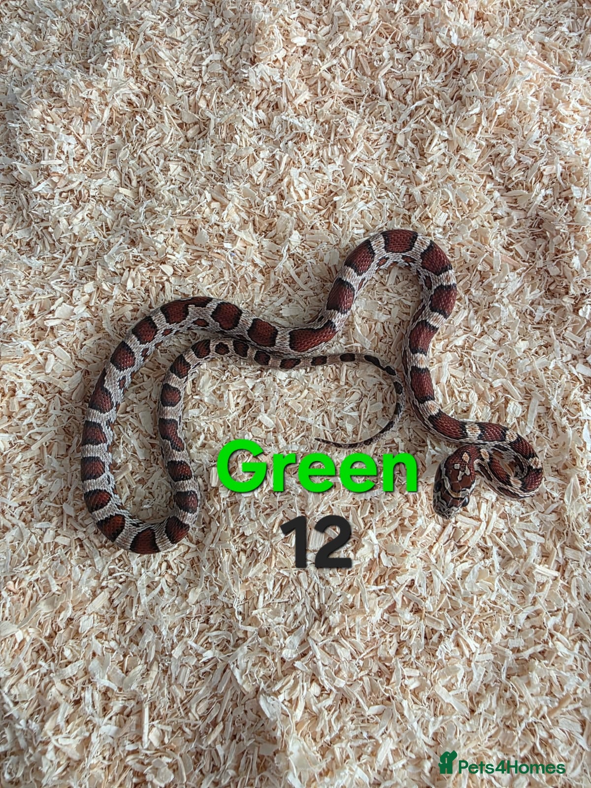 Corn Snake reptiles for sale: Various Cornsnakes avilable  - Advert 27