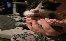 British Shorthair cats for sale: Beautiful kittens  - Advert 5