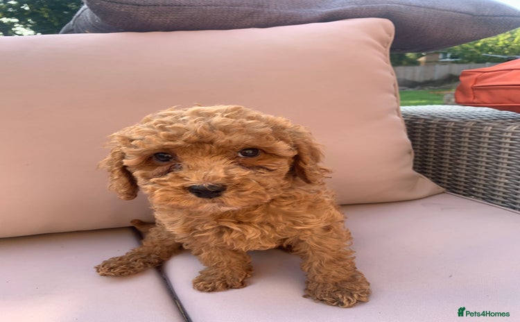 Cockapoo dogs - Advert 16