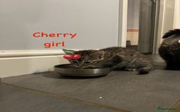 Siberian cats for sale: Siberian girl kittens ready for new home now - Image 10