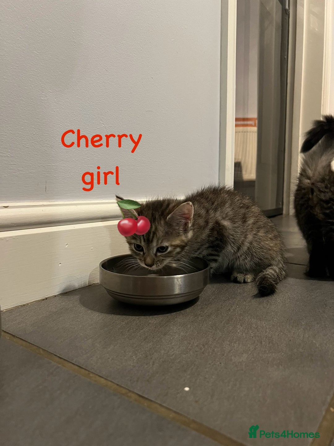 Siberian cats for sale: Siberian girl kittens ready for new home now - Image 10