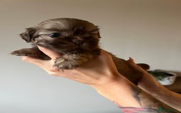 Shih Tzu dogs for sale: Imperial Shih Tzu for sale - Image 16