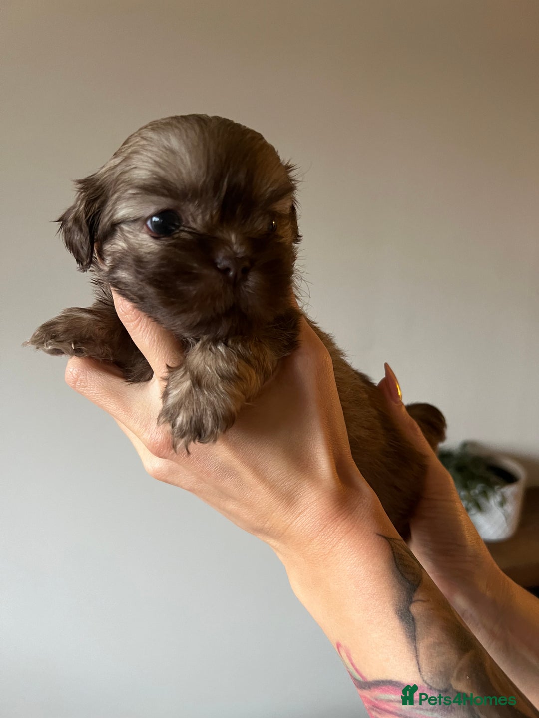 Shih Tzu dogs for sale: Imperial Shih Tzu for sale - Image 16