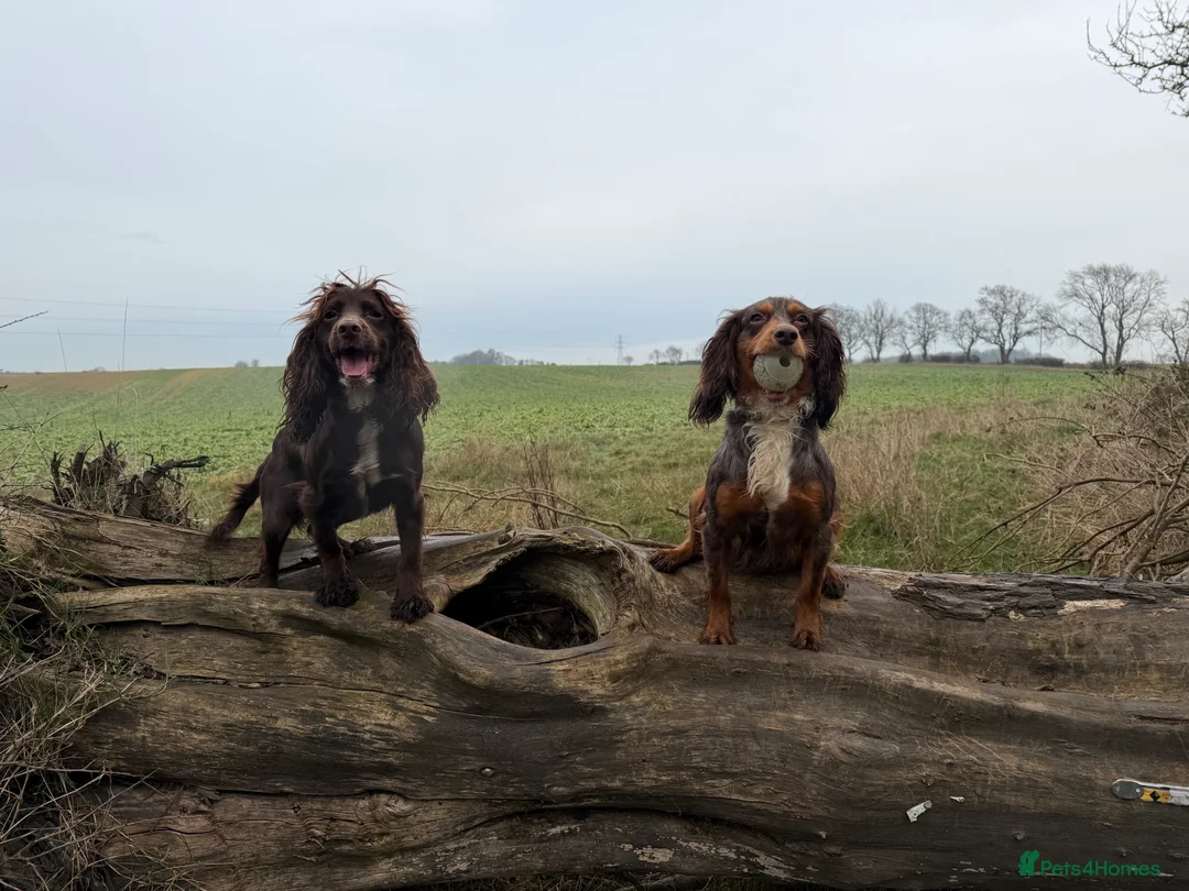 Cocker Spaniel dogs for sale: Working Cocker spaniels  in Darlington - Advert 7