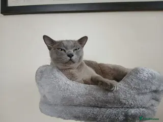 Burmese cats Blue Burmese Female. GCCF Reg. - Advert 5
