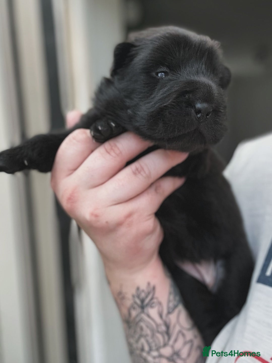 Shar Pei dogs for sale: REDUCED*READYNOW Beautiful bear/brush shar peis  - Image 22