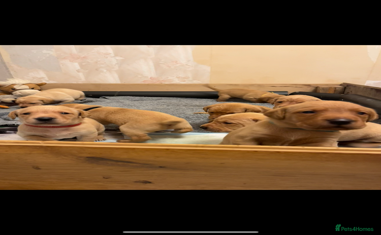 Labrador Retriever dogs - Advert 5