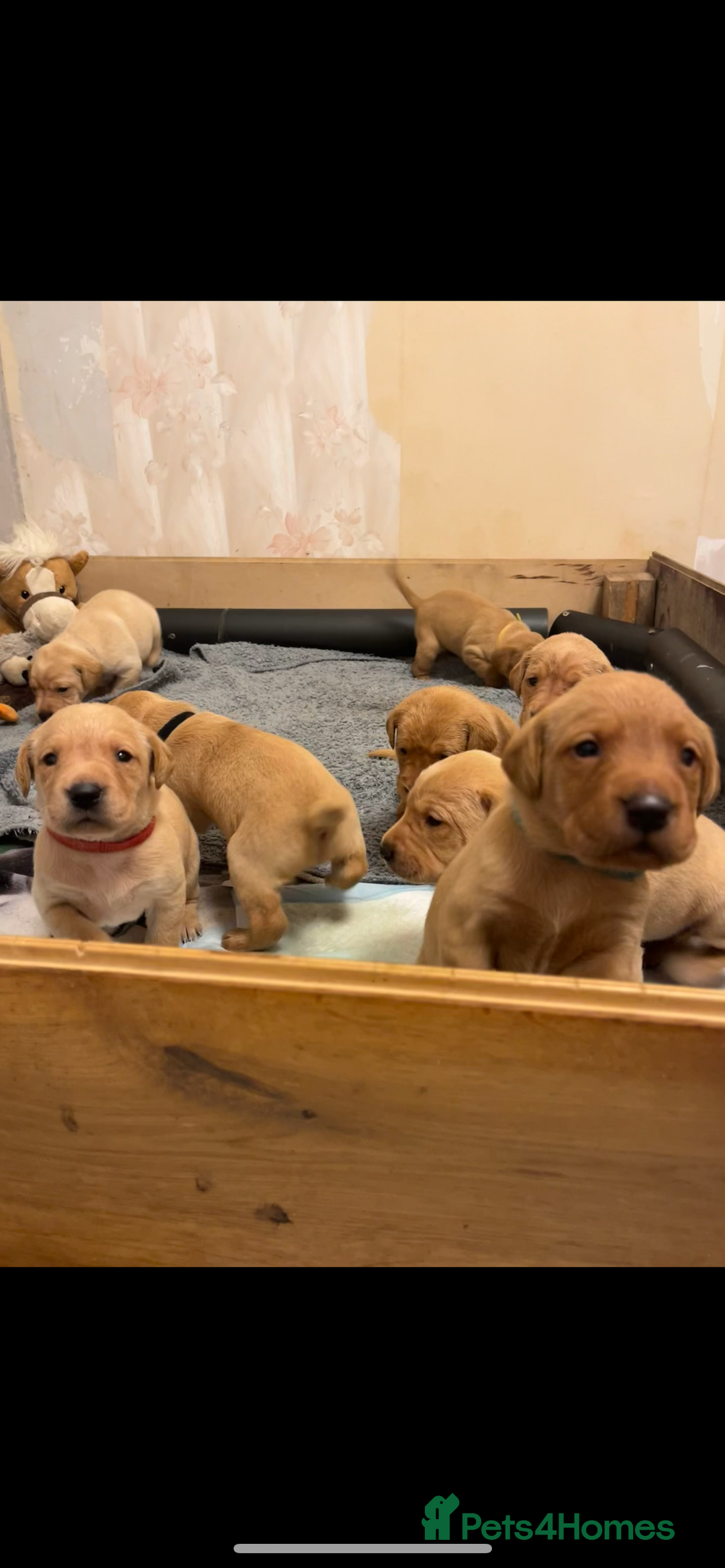 Labrador Retriever dogs for sale: KC Registered Fox Red and Yellow Labrador Puppies  - Advert 4