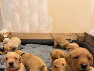 Labrador Retriever dogs - Advert 16