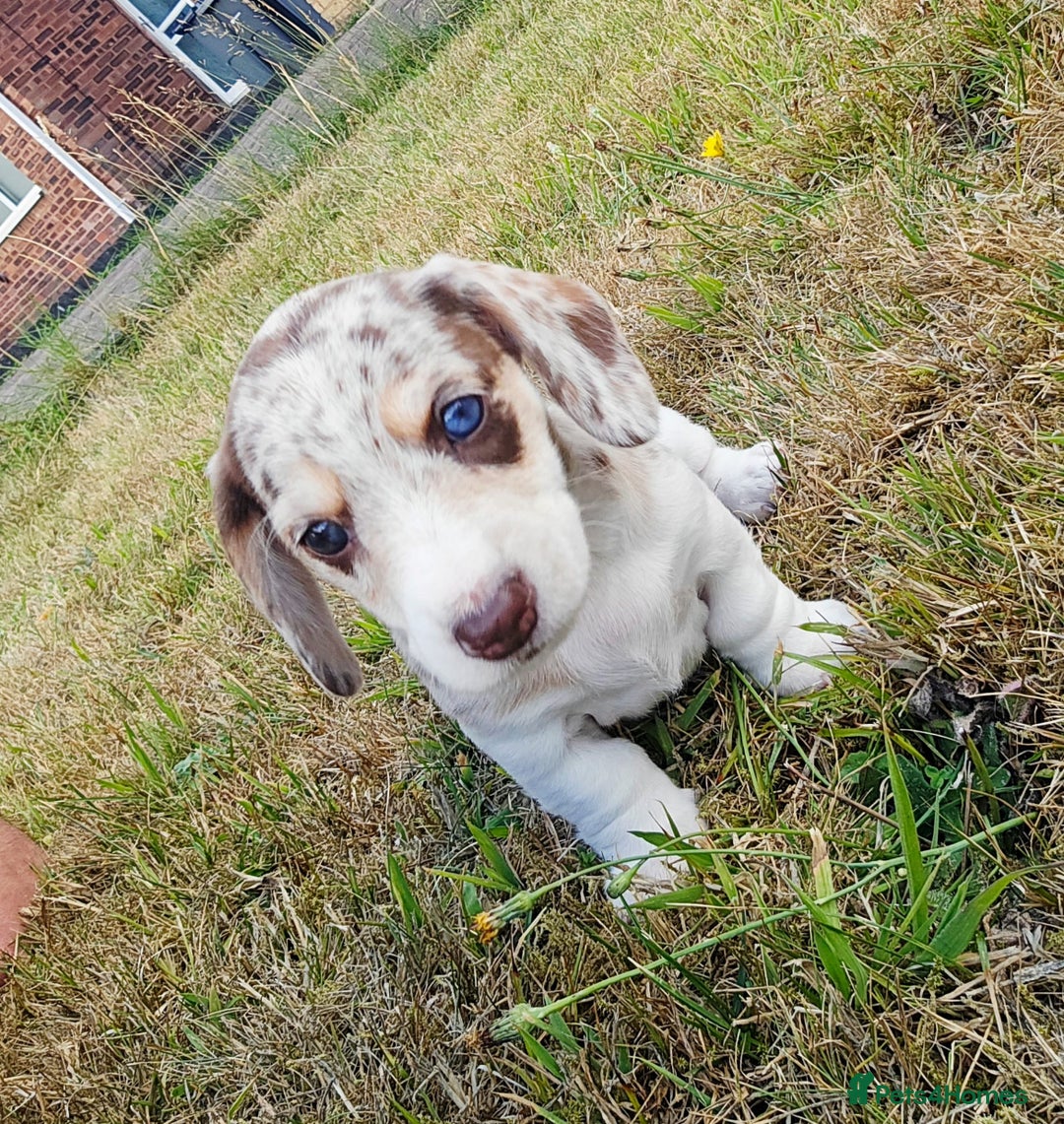 Miniature Dachshund dogs for sale: ‼️Last pup left‼️ 🐾Pied girl with ticked paws 🐾  - Image 24