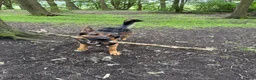 German Shepherd dogs for stud: STUD Only German Shepherd - Advert 2