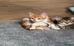 Mixed Breed cats for sale: 2 male cats  - Image 4
