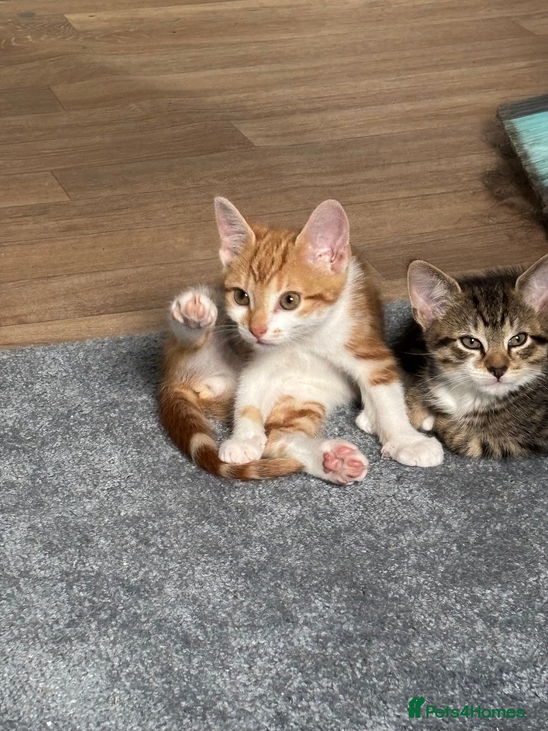Mixed Breed cats for sale: 2 male cats  - Image 4