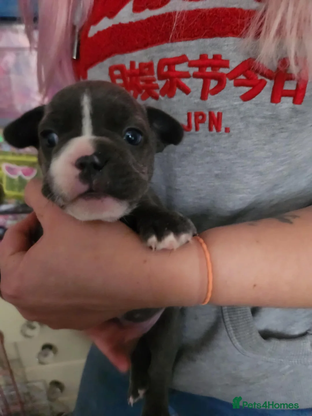 French Bulldog dogs for sale: Frenchie puppies - Advert 18