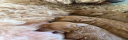 Cockapoo dogs for sale: FB1 apricot cockapoos  in Golspie - Advert 8