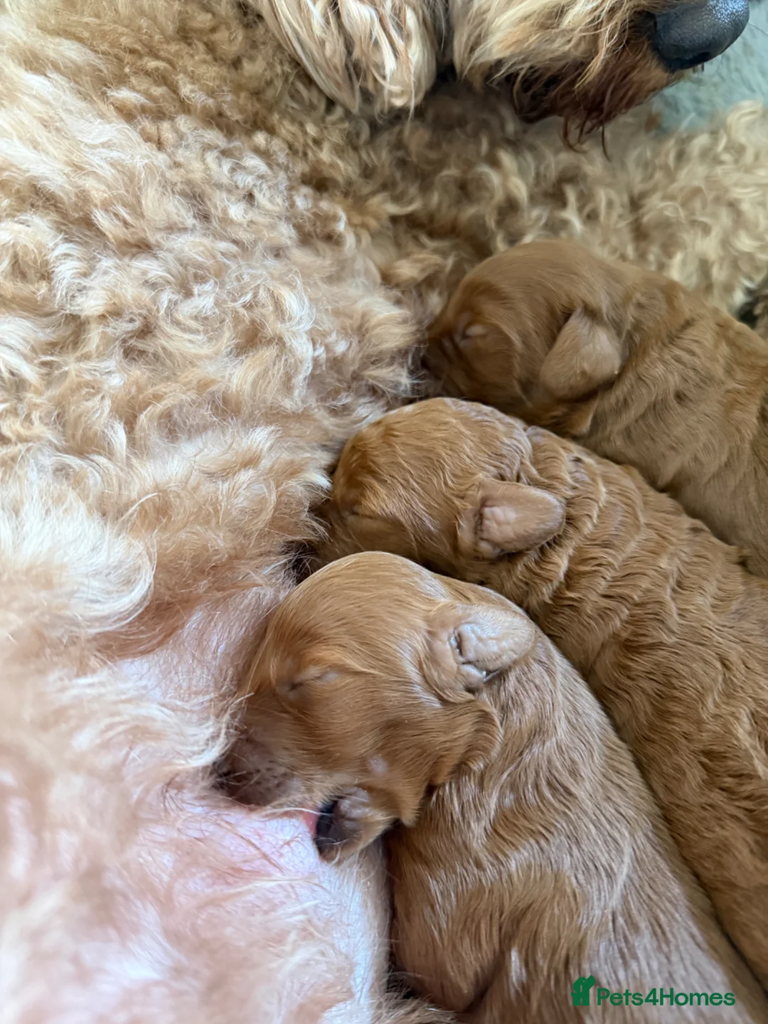 Cockapoo dogs for sale: FB1 apricot cockapoos  in Golspie - Advert 8