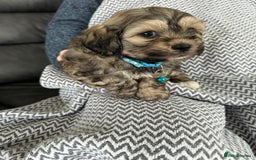Shih Tzu dogs for sale: Shih Tzu puppies  - Image 1