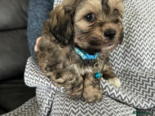 Shih Tzu dogs - Advert 2