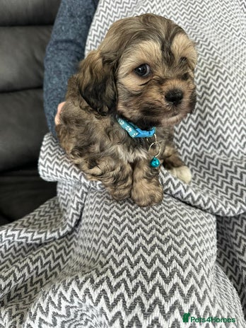 Shih Tzu dogs - Advert 1