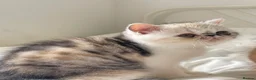 Exotic cats for sale: Gorgeous GCCF reg. kittens from Champions parents  - Advert 11