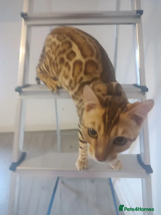 Bengal cats Bengal boy kitten - Advert 1